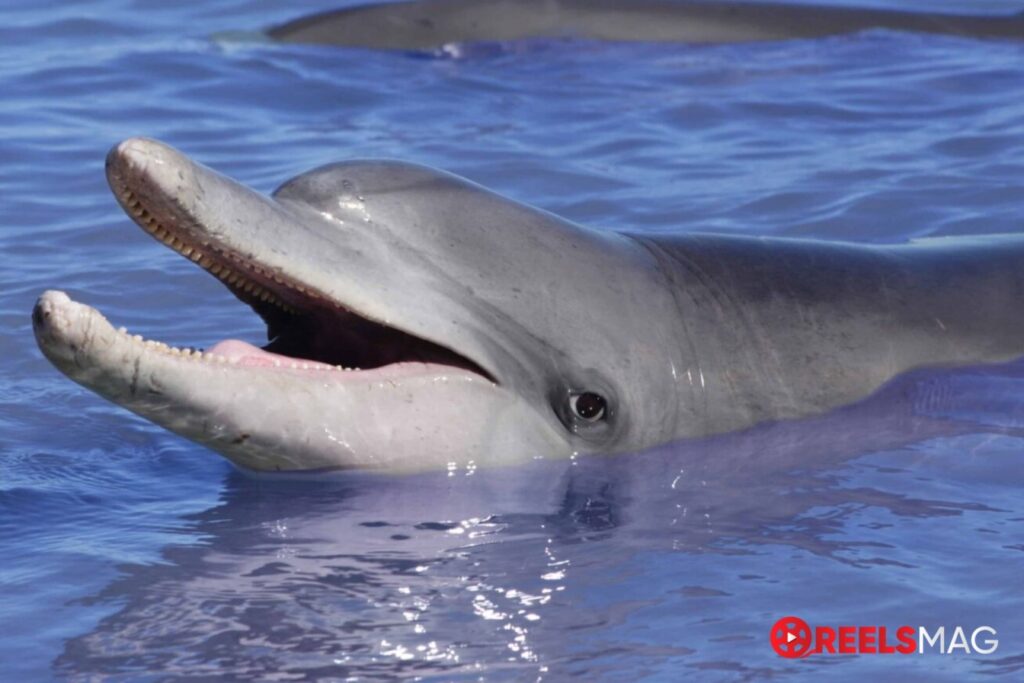 watch Dolphins: Is Our Love Too Deep? in the US